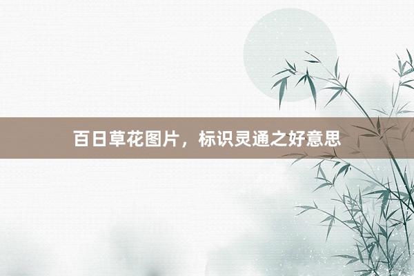 百日草花图片,标识灵通之好意思